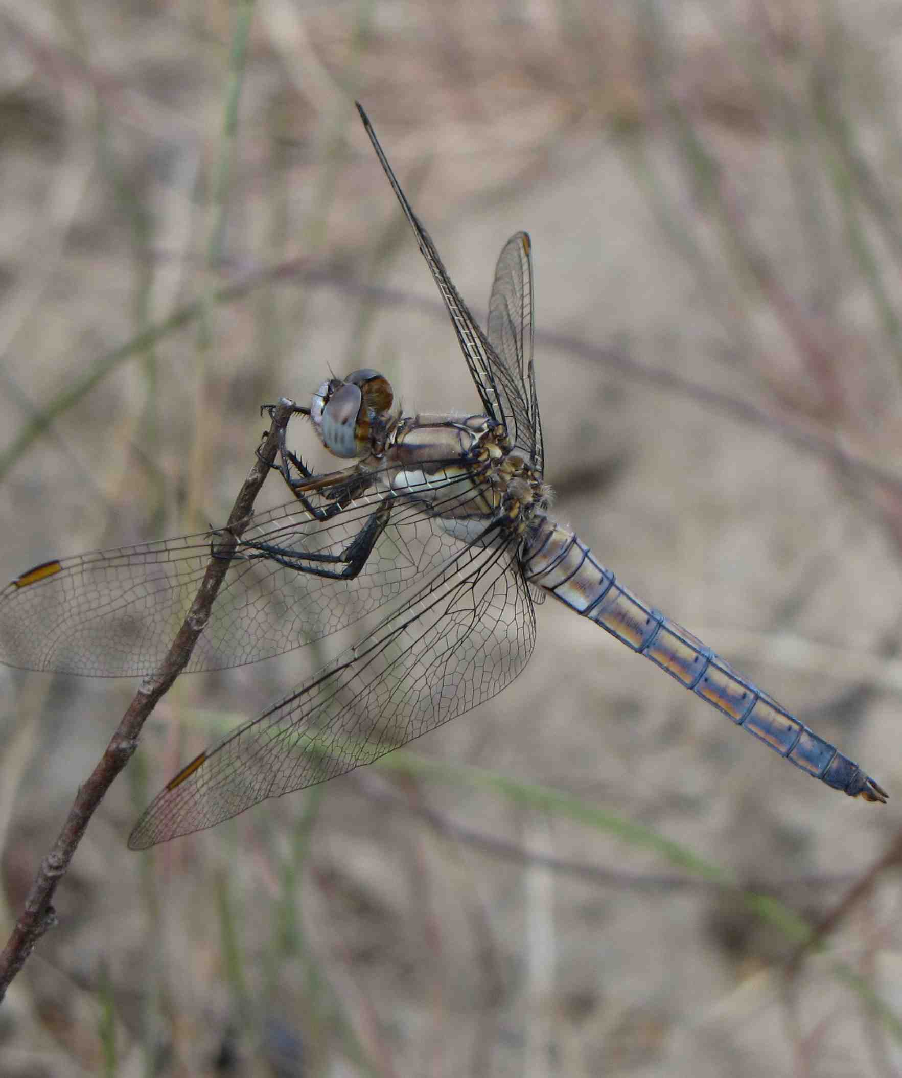 libellula monte mario - Orthetrum brunneum